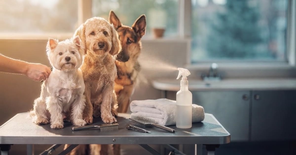 A westie, a doodle and a German shepherd on a grooming table next to towels and a spray bottle